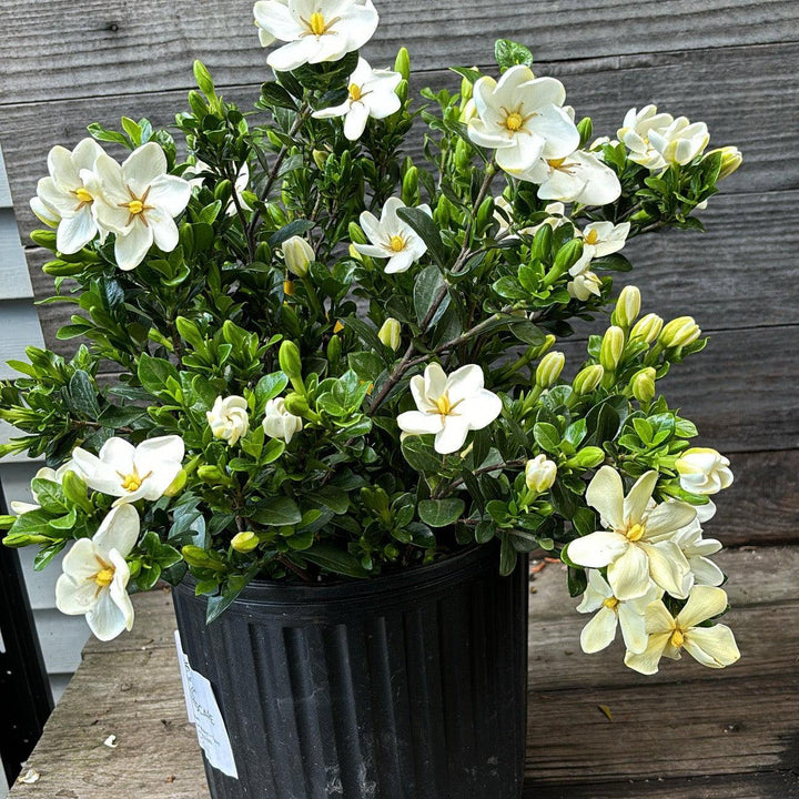 Gardenia jasminoides 'Daisy' ~ Daisy Gardenia