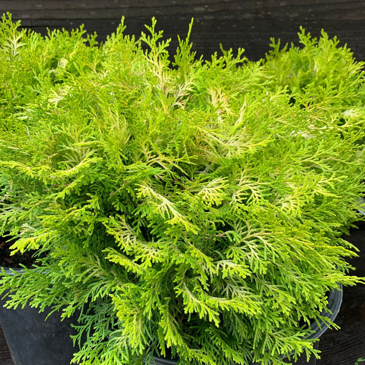 Chamaecyparis obtusa 'Cone Schlecht' ~ Nite-light® Hinoki Cypress