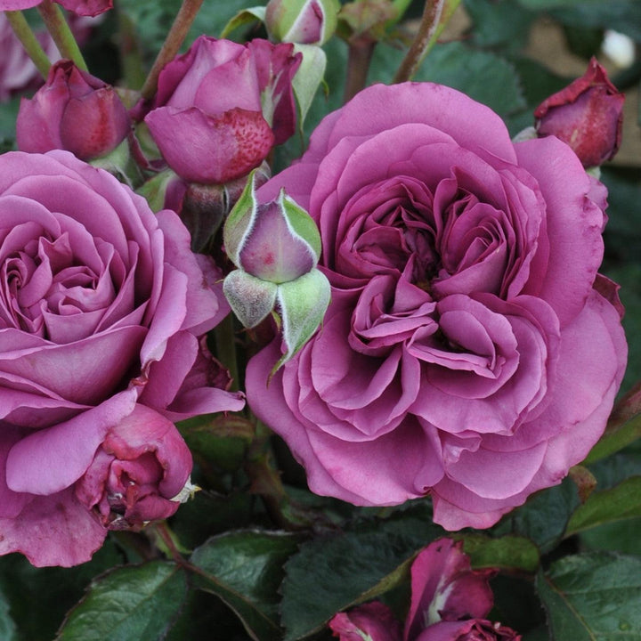Rosa 'KORvodacom' PP 22,691 ~ Bloomables® Sunbelt® Plum Perfect™ Rose