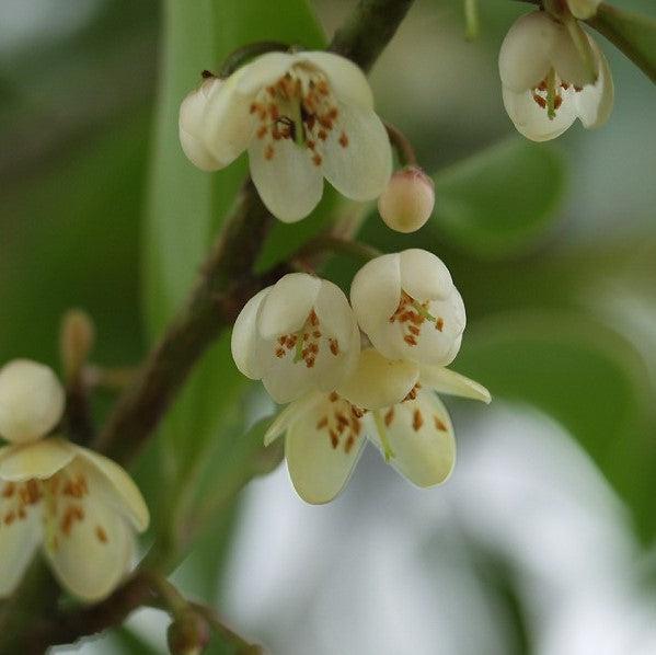 Cleyera japonica ~ Japanese Cleyera
