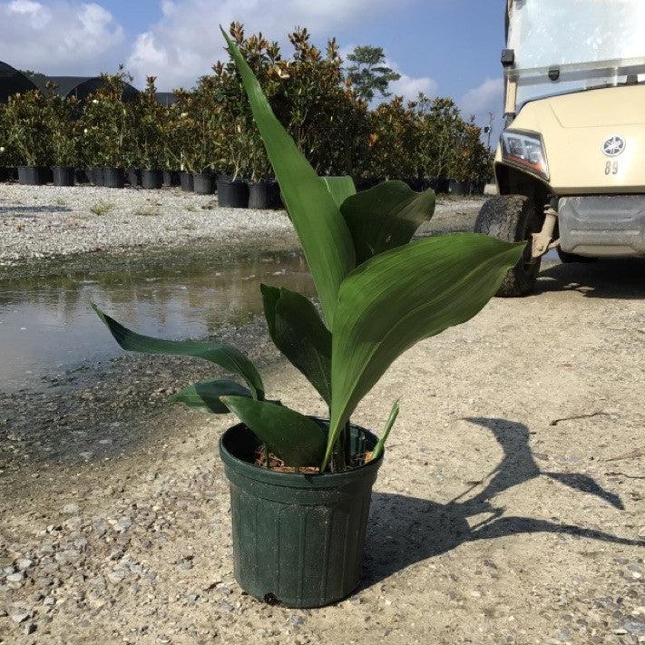 Aspidistra elatior ~ Cast Iron Plant