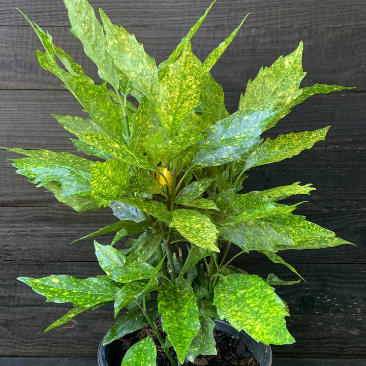 Aucuba japonica 'Variegata' ~ Gold Dust Aucuba, Gold Dust Laurel