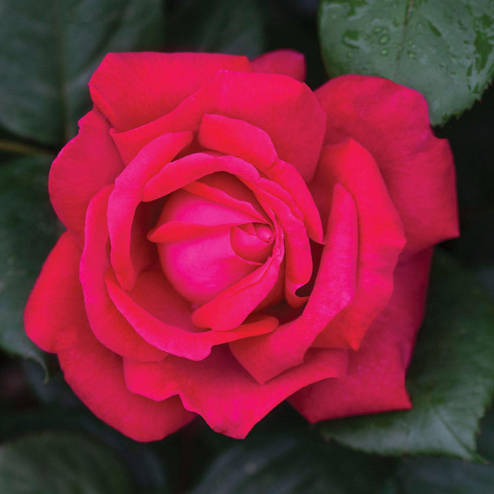 Rosa 'Meithatie' PP 30,860 ~ Bloomables® Sweet Spirit™ Rose