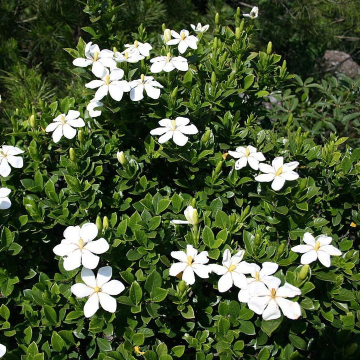 Gardenia jasminoides 'Daisy' ~ Daisy Gardenia