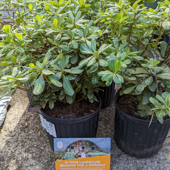 Pittosporum tobira 'Variegatum' ~ Variegated Pittosporum, Japanese Mock Orange