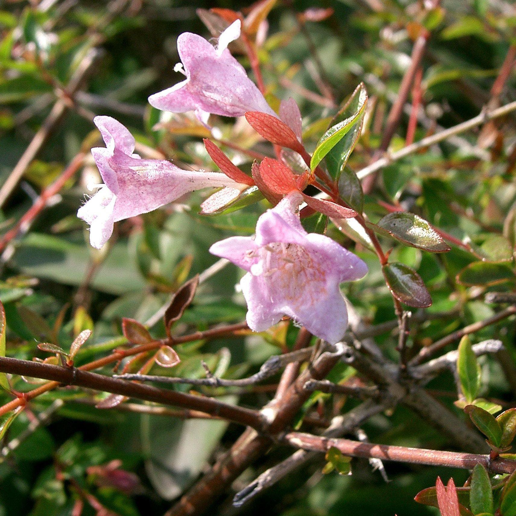 Abelia 'Edward Goucher' ~ Edward Goucher Abelia – Hahira Nursery
