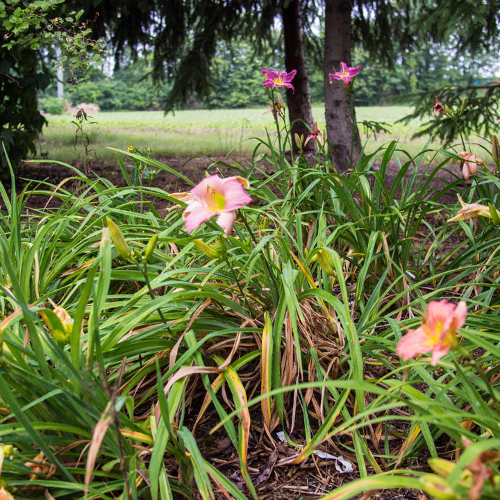 Hemerocallis 'Fairy Tale Pink' ~ Fairy Tale Pink Daylily