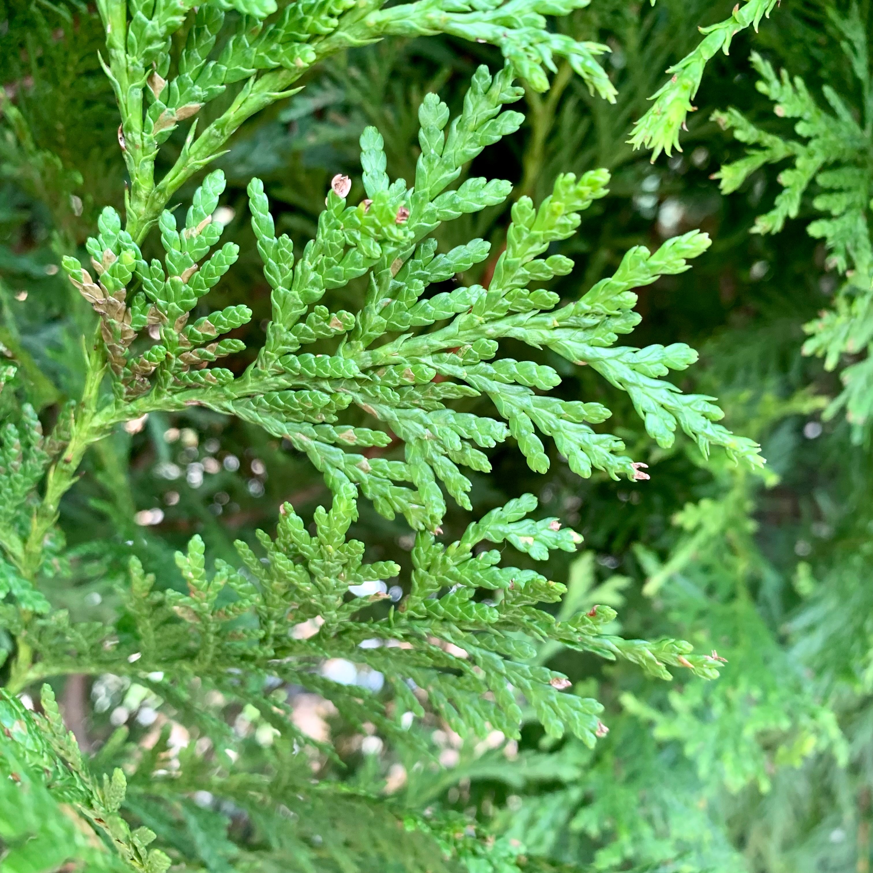 Thuja standishii x plicata 'Green Giant' ~ Green Giant Arborvitae