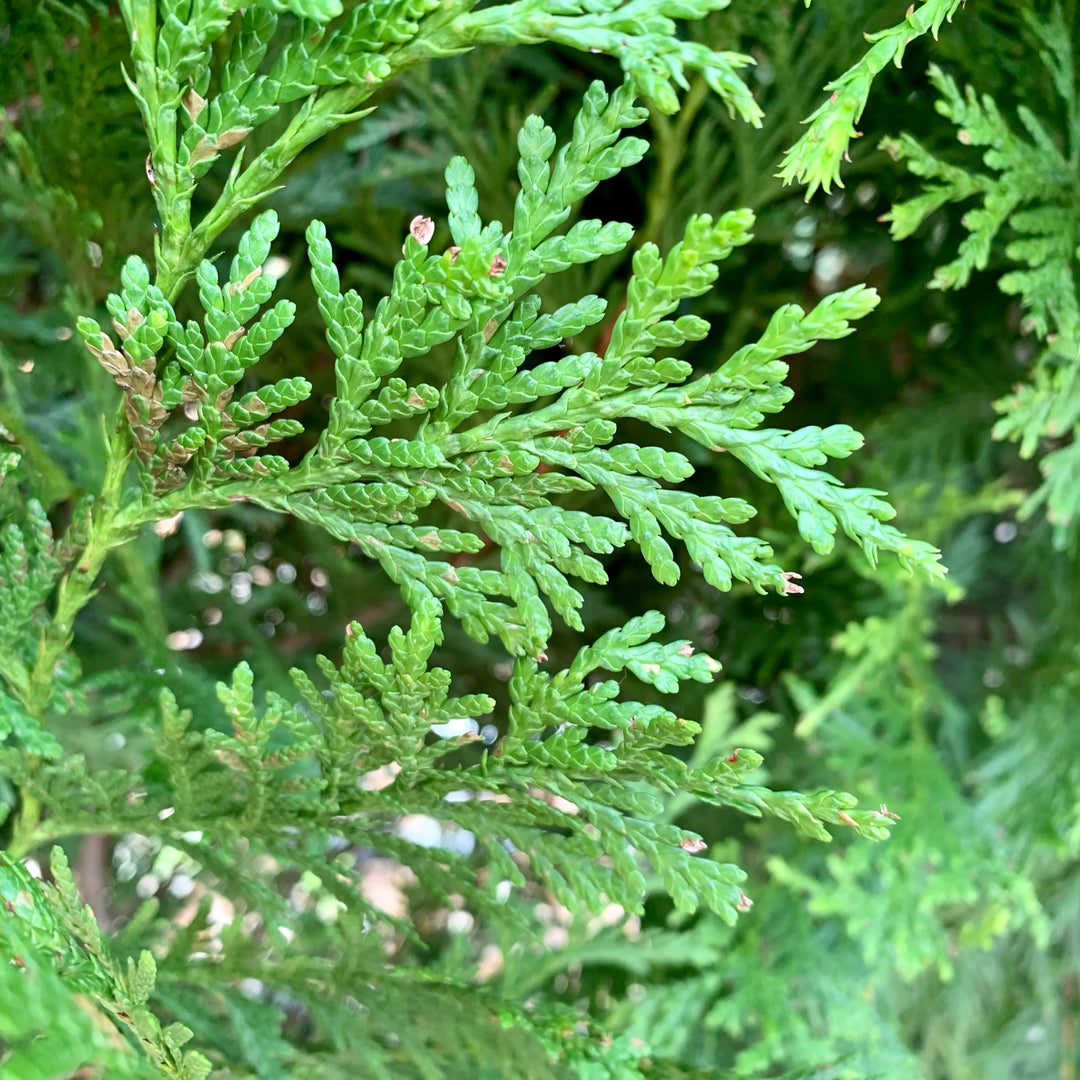 Thuja standishii x plicata 'Green Giant' ~ Green Giant Arborvitae
