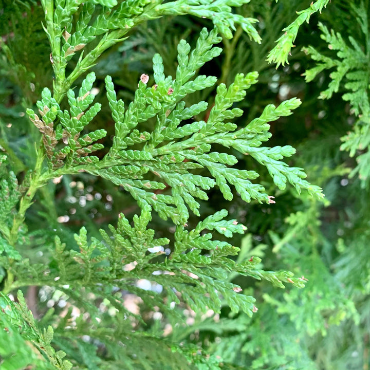 Thuja standishii x plicata 'Green Giant' ~ Green Giant Arborvitae