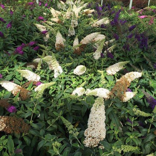 Buddleia x 'SMNBDW' PP 28,795 ~ Pugster White® Butterfly Bush