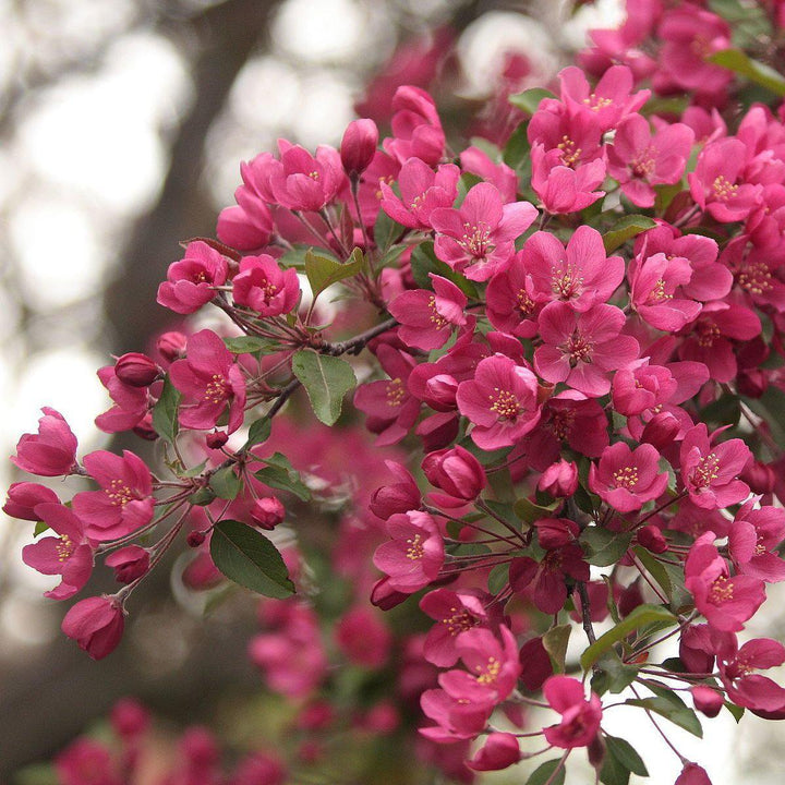 Malus 'Prairifire' ~ Prairi Fire Crabapple
