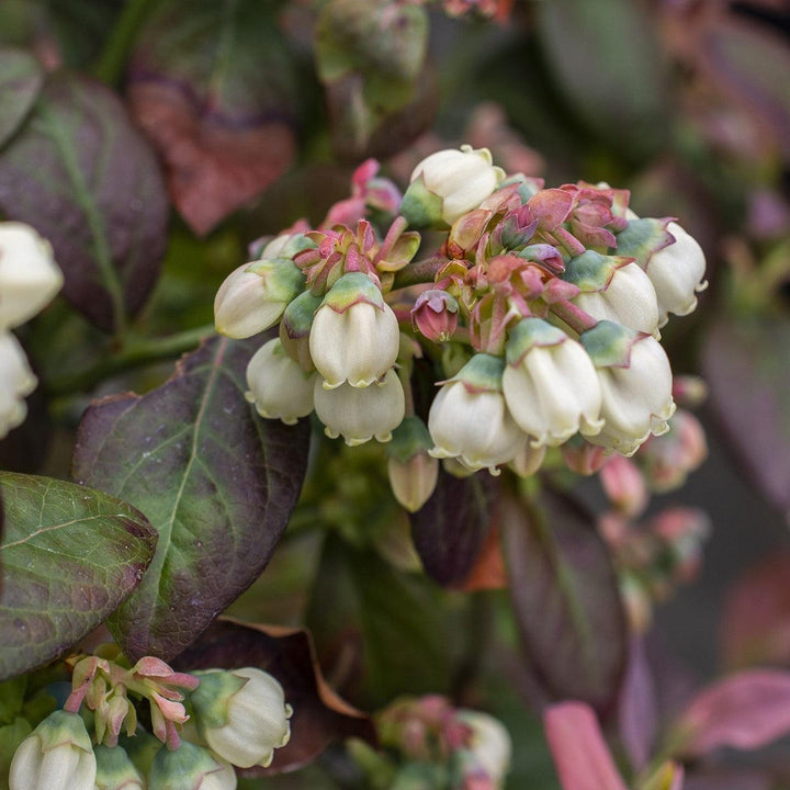 Vaccinium corymbosum 'ZF06-043' ~ Peach Sorbet® Blueberry
