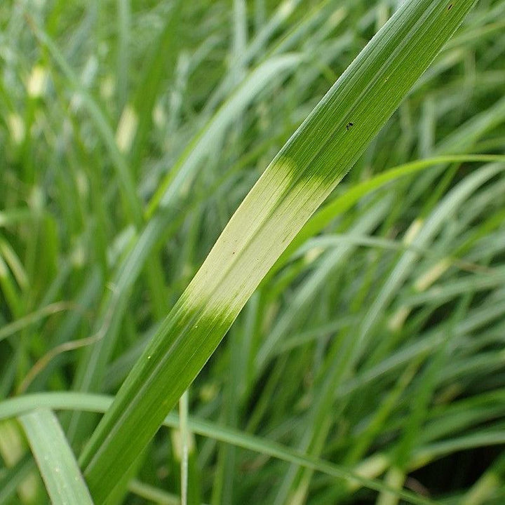 Miscanthus sinensis 'Zebrinus' ~ Zebra Grass