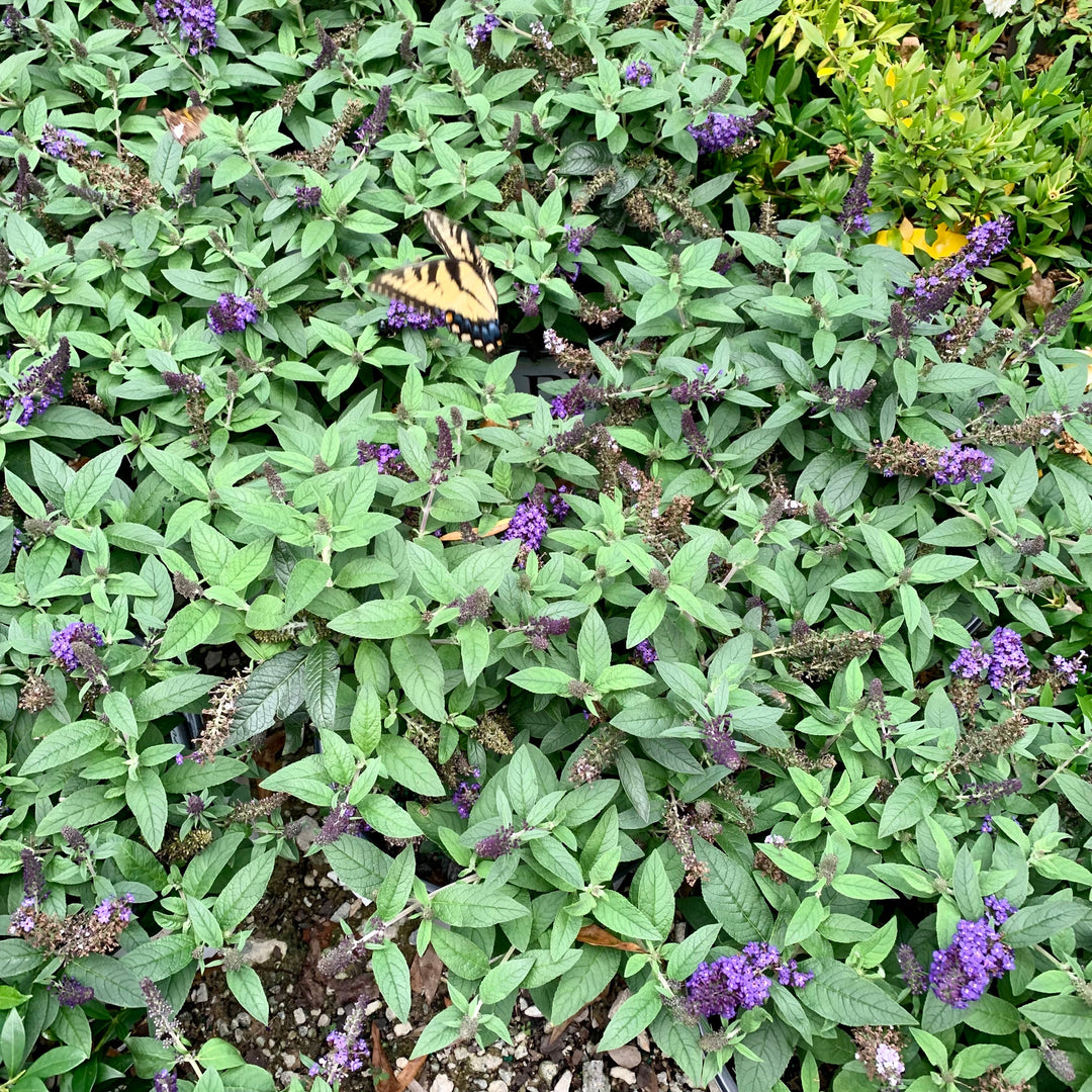 Buddleia davidii 'SMNBDBT' PP#28,794 ~ Pugster Blue® Dwarf Butterfly Bush
