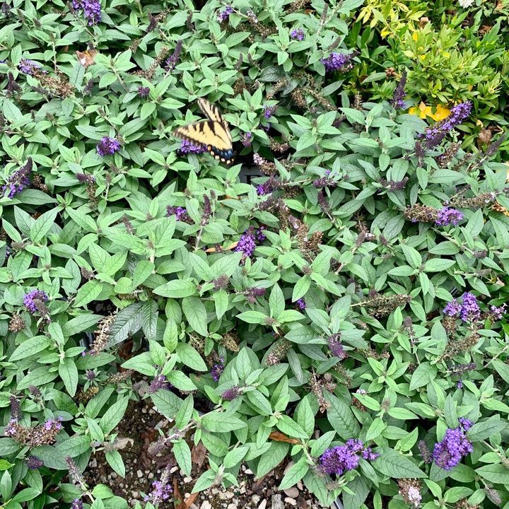 Buddleia davidii 'SMNBDBT' PP#28,794 ~ Pugster Blue® Dwarf Butterfly Bush