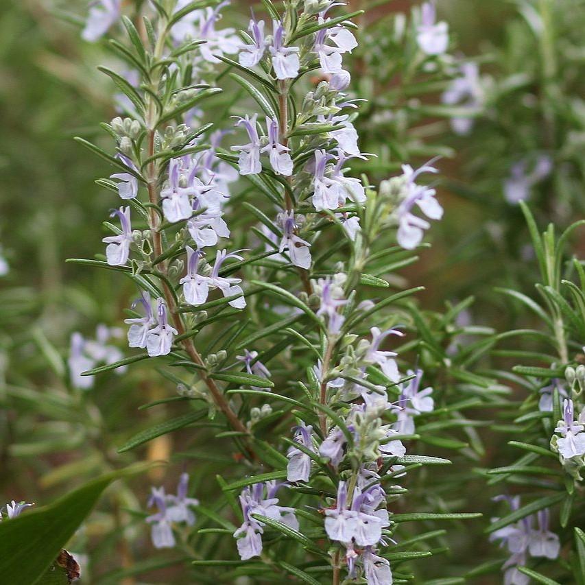 Rosmarinus officinalis 'Athens Blue' ~ Athens Blue Rosemary