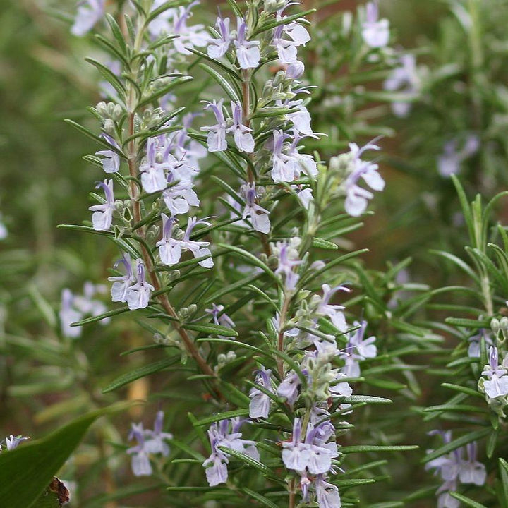 Rosmarinus officinalis 'Athens Blue' ~ Athens Blue Rosemary