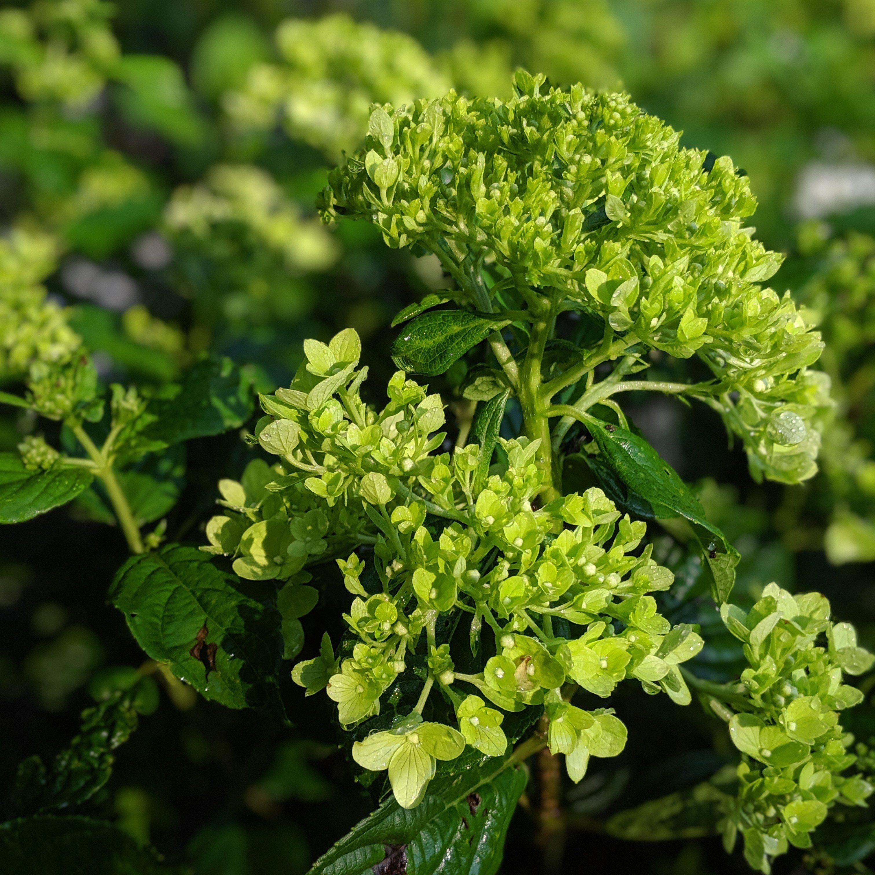 Hydrangea paniculata 'Jane' PP22,330 ~ Proven Winners® Little Lime