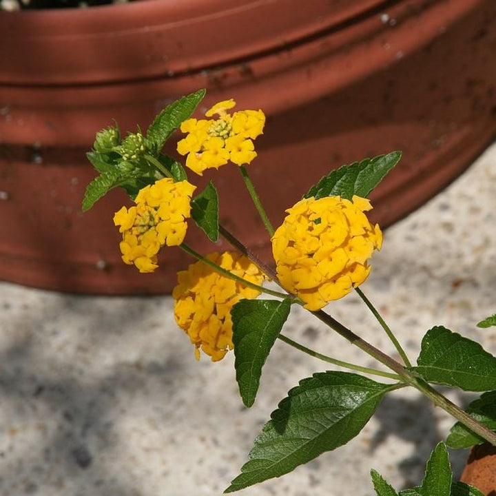 Lantana x 'New Gold' ~ New Gold Lantana