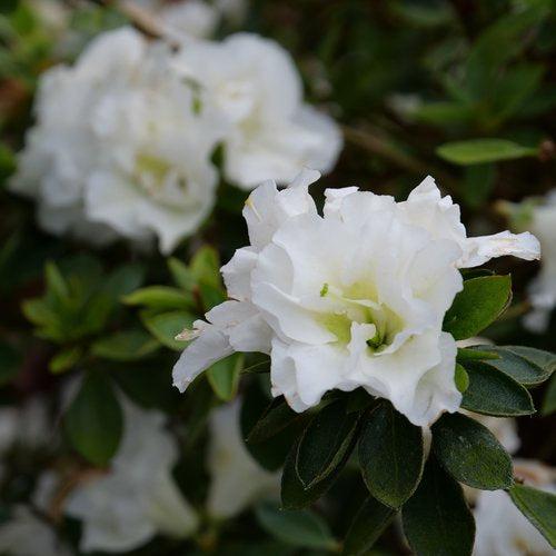Rhododendron x 'NCRX5' ~ Perfecto Mundo® Double White Azalea