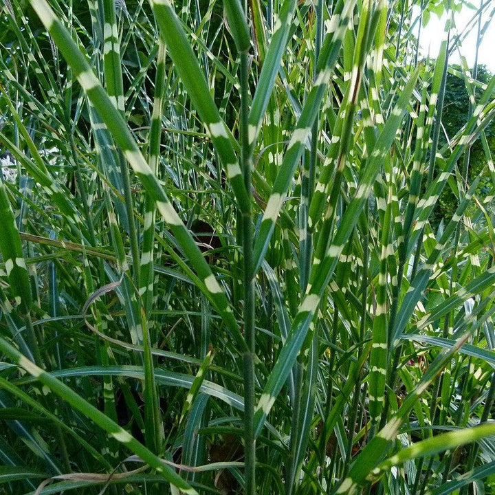 Miscanthus sinensis 'Zebrinus' ~ Zebra Grass