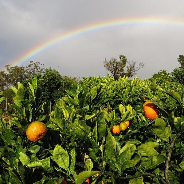 Citrus Unshiu 'Owari' ~ Owari Satsuma