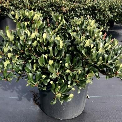 Rhaphiolepis indica 'Conor' ~ Eleanor Taber™ Indian Hawthorn