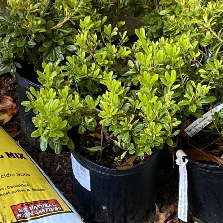 Pittosporum tobira 'Wheeler's Dwarf' ~ Wheeler's Dwarf Pittosporum, Japanese Mock Orange