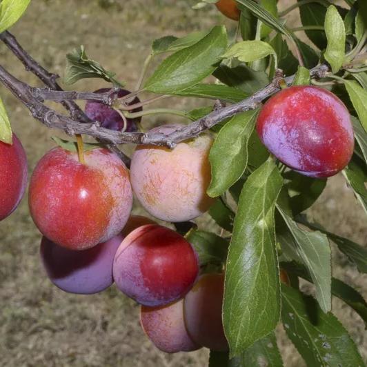 Prunus salicina 'Ozark Premier' ~ Ozark Premier Plum