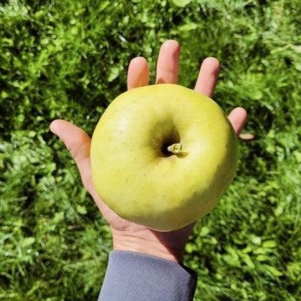 Malus 'Mutsu' ~ Mutsu Apple