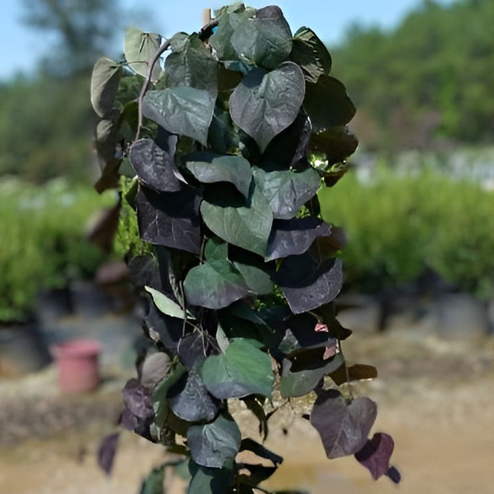 Cercis canadensis 'Ruby Falls' ~ Ruby Falls Weeping Redbud