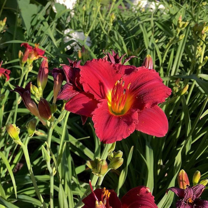 Hemerocallis 'Cranberry Baby' ~ Cranberry Baby Daylily