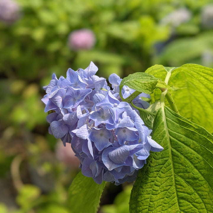 Hydrangea Macrophylla Nikko Blue Nikko Blue Hydrangea Hahira Nursery hydrangea-macrophylla-nikko-blue-nikko-blue-hydrangea-hahira-nursery