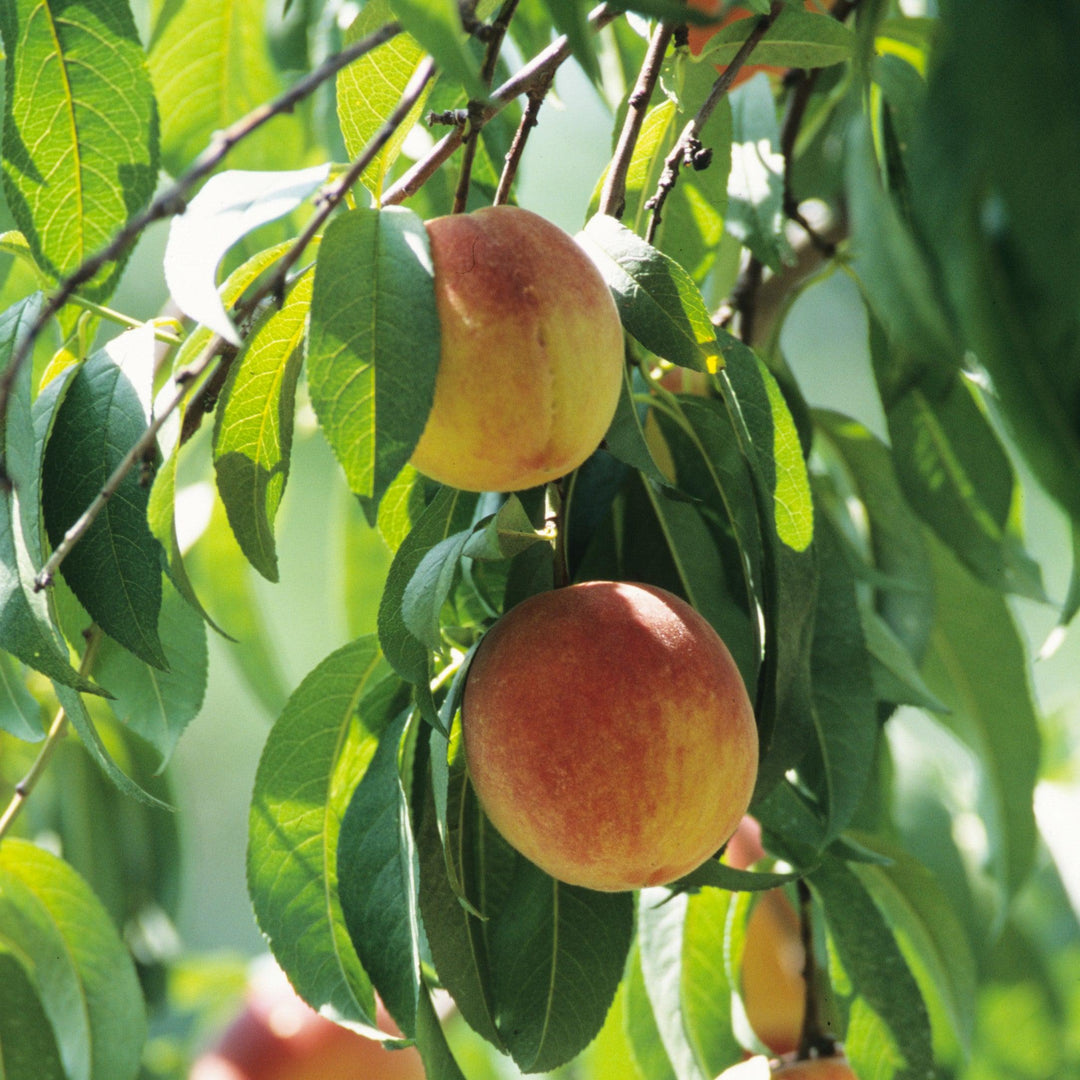Prunus persica 'FloridaCrest' ~ Floridacrest Peach