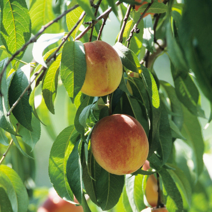 Prunus persica 'FloridaCrest' ~ Floridacrest Peach
