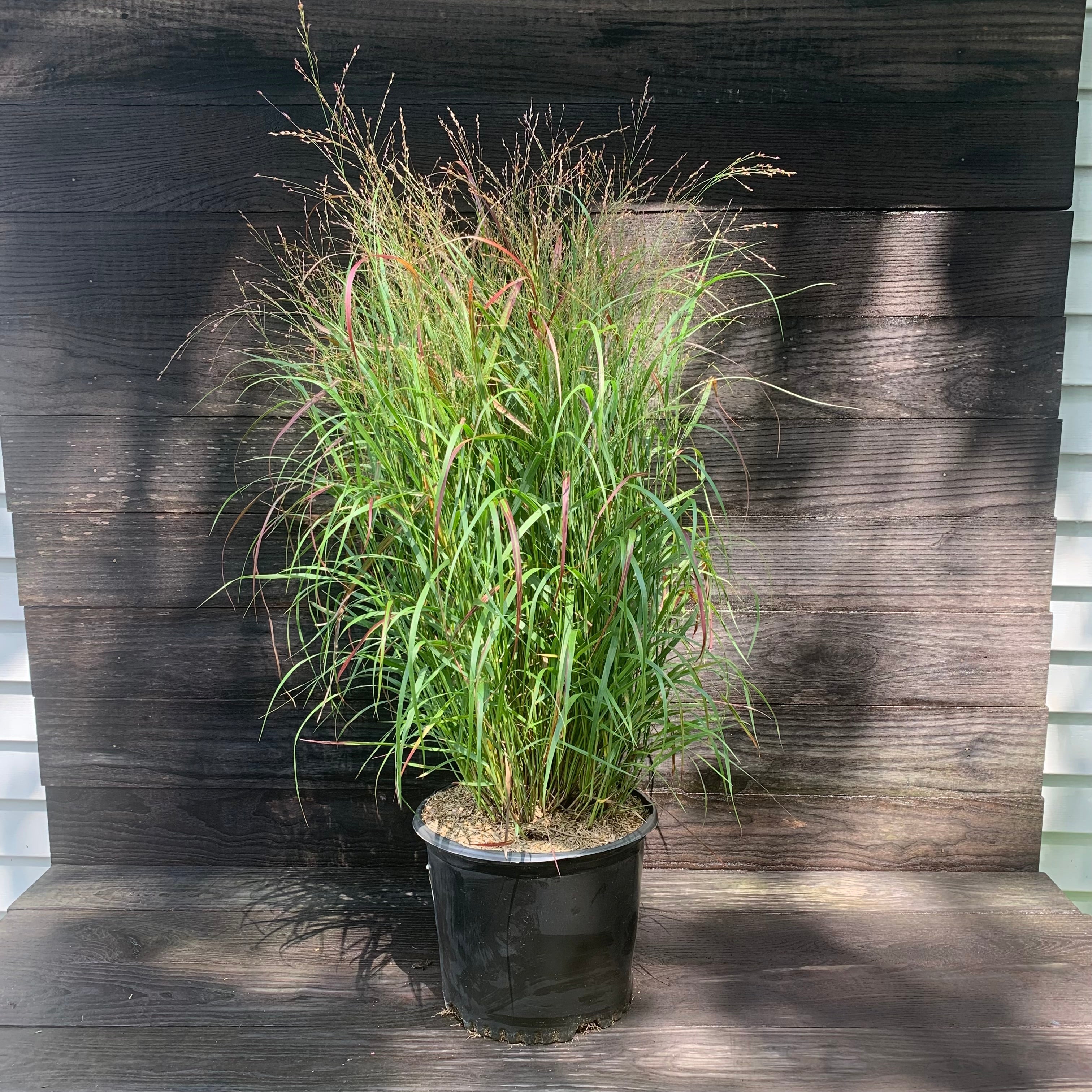 Panicum virgatum 'Shenandoah' ~ Shenandoah Switch Grass – Hahira Nursery