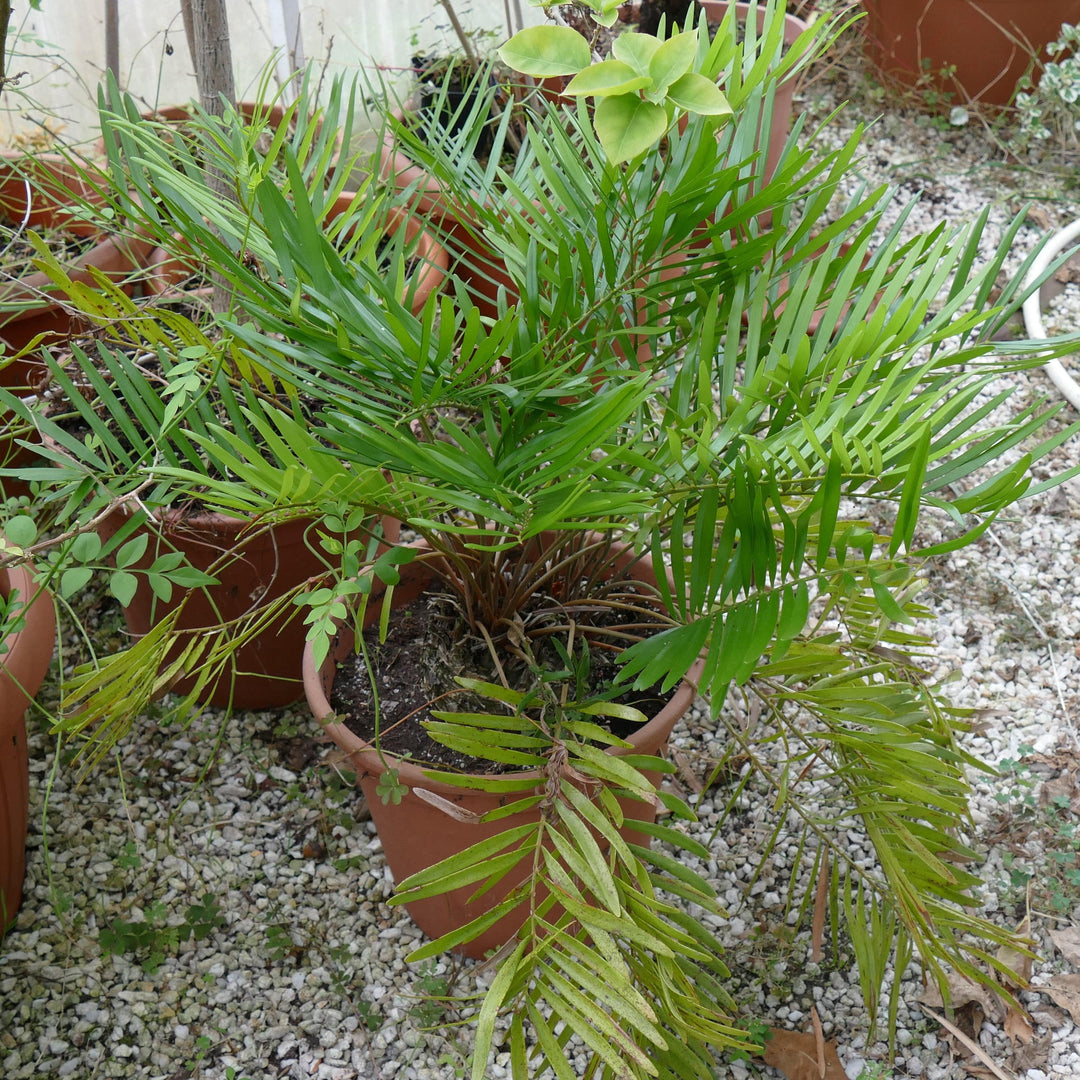 Zamia integrifolia ~ Coontie Palm