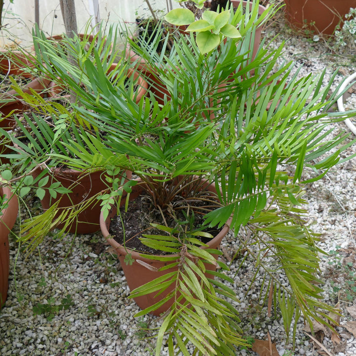 Zamia integrifolia ~ Coontie Palm