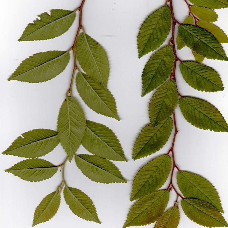 Ulmus parvifolia ‘Drake’ ~ Drake Chinese Elm