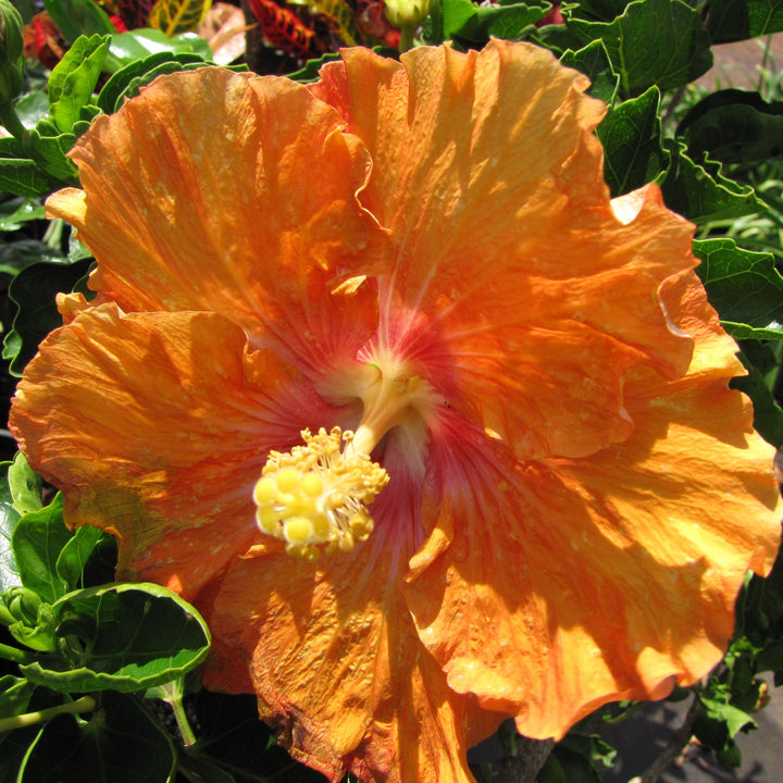 Hibiscus rosa-sinensis 'Fiesta' ~ Fiesta Hibiscus