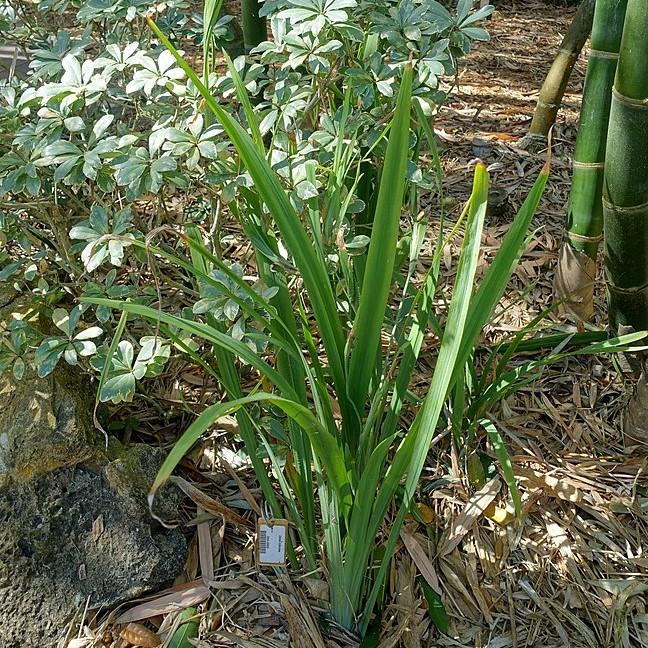 Dietes vegeta ~ African Iris