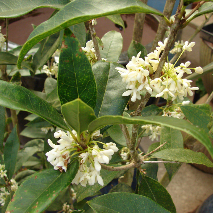 Osmanthus fragrans ~ Fragrant Tea Olive, Sweet Olive