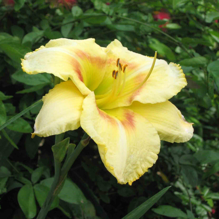 Hemerocallis 'Black Eyed Stella' ~ Black Eyed Stella Daylily