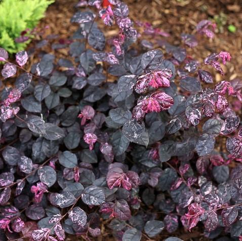 Loropetalum chinense 'Irodori' ~ Jazz Hands Variegated® Fringe Flower