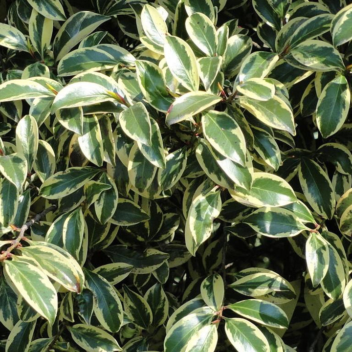 Ternstroemia gymnanthera 'Variegata' ~ Romeo® Cleyera