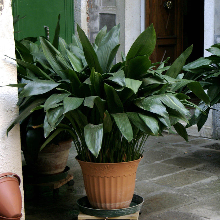 Aspidistra elatior ~ Cast Iron Plant