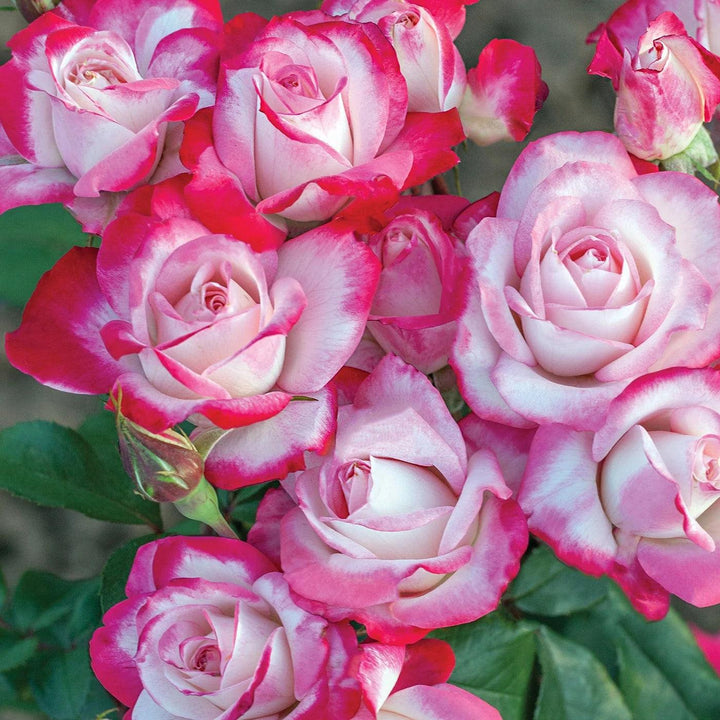 Rosa 'Meiriansois' PP 28,661 ~ Bloomables® Candy Cane Cocktail™ Rose