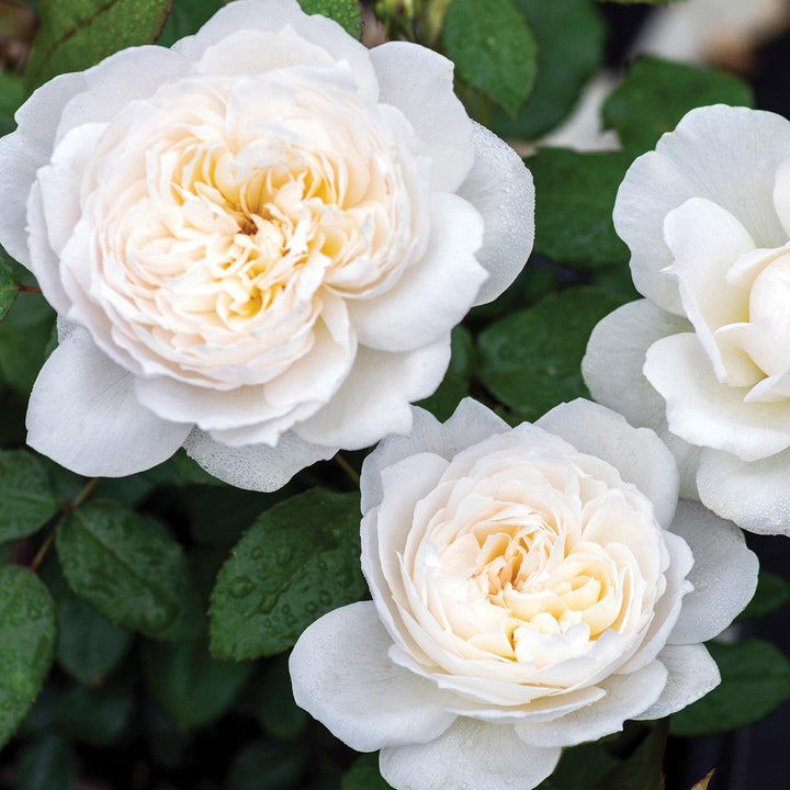 Rosa 'Meidelweis' PP 17,841 ~ Bloomables® Bolero™ Rose