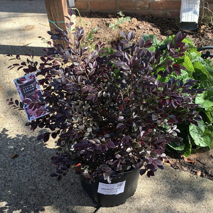 Loropetalum chinensevar. rubrum 'Cerise Charm' ~ Cerise Charm Fringe Flower